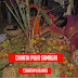 Chhath Puja 2019 : Samagri List of Chhath Puja | छठ पूजा की समाग्री की सूची 2019