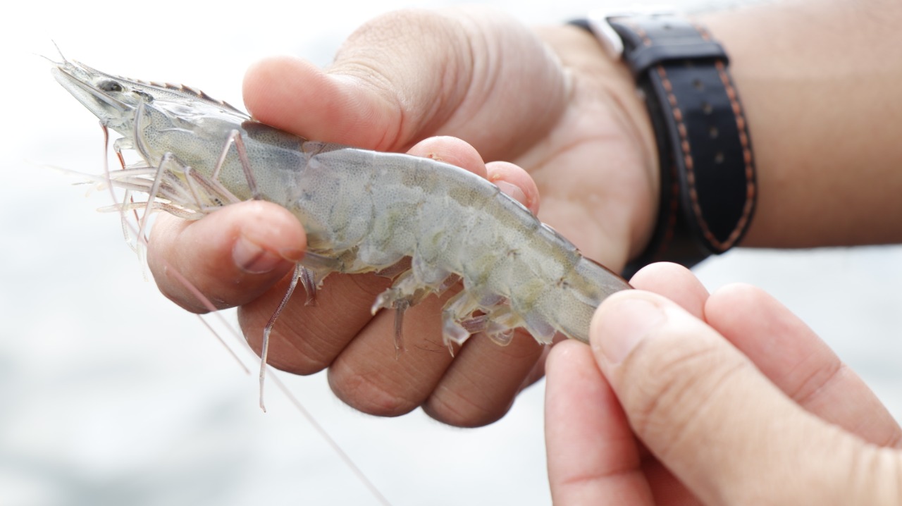 KKP Dorong Produksi Udang Tambak dengan Sistem Wanamina