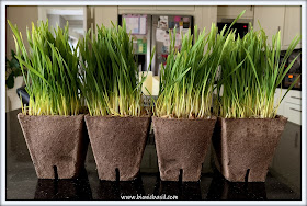 What's In The Box ©BionicBasil® My Cat Grass  - Grass Pots 