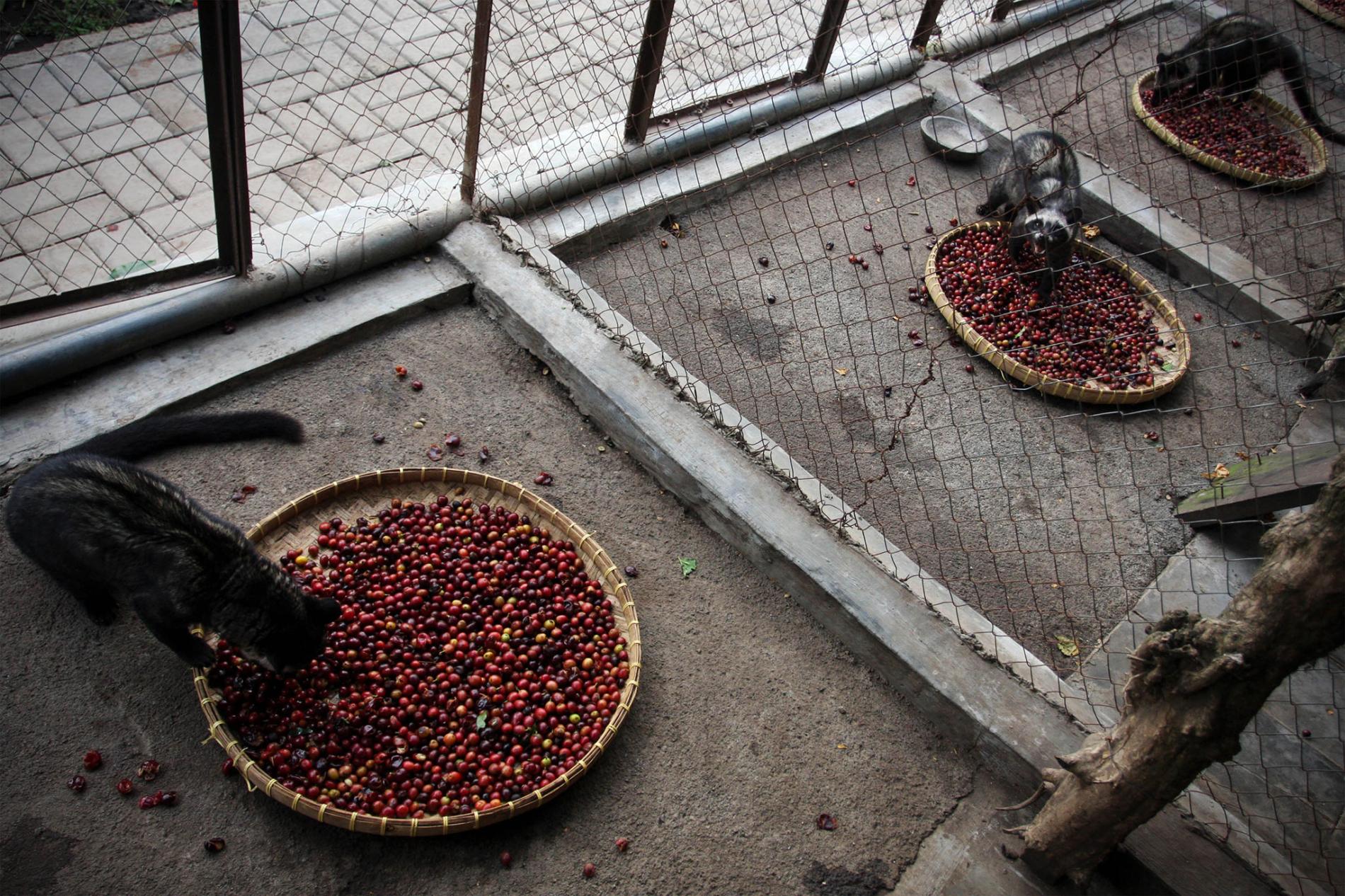 Civet Coffee Processing