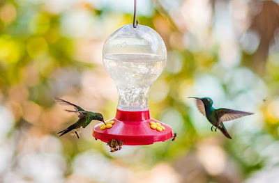 hummingbirds, #payabay, #payabayresort, paya bay resort, fauna, bird watching, birdlife, 