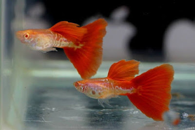 Ikan Hias Akuarium Tanpa Oksigen Ikan Hias Akuarium Tanpa Oksigen