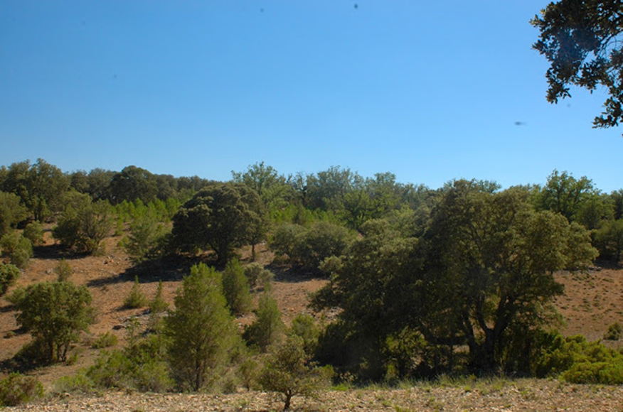 Foto de Dehesa de Olmeda de Cobeta en Cobeta, Guadalajara