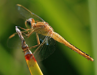 Dragonfly - Insects Morphology