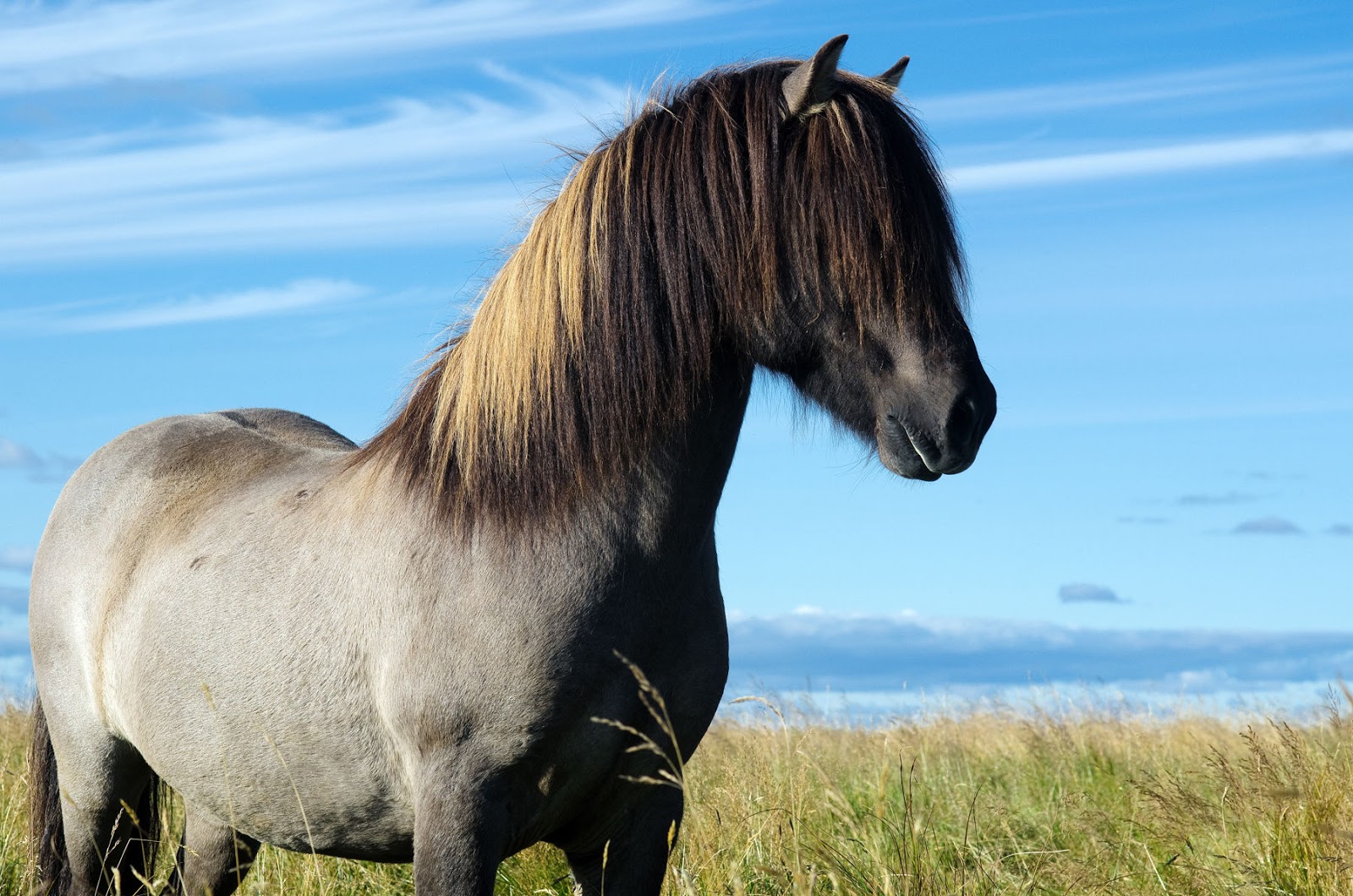 Все про тварин Ісландський кінь (Icelandic horse)