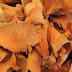 Ginkgo biloba : circulation sanguine, vertiges, acouphènes