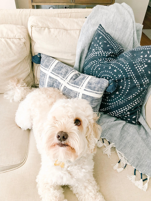 A Puppy & His Pillows (new pillows for fall!) Michaela Noelle Designs