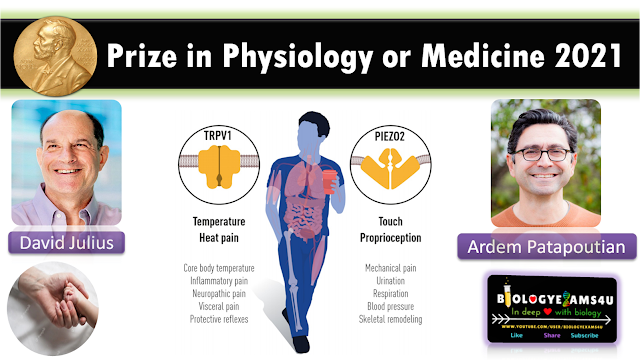 Explanation of Nobel Prize in Physiology or Medicine 2021