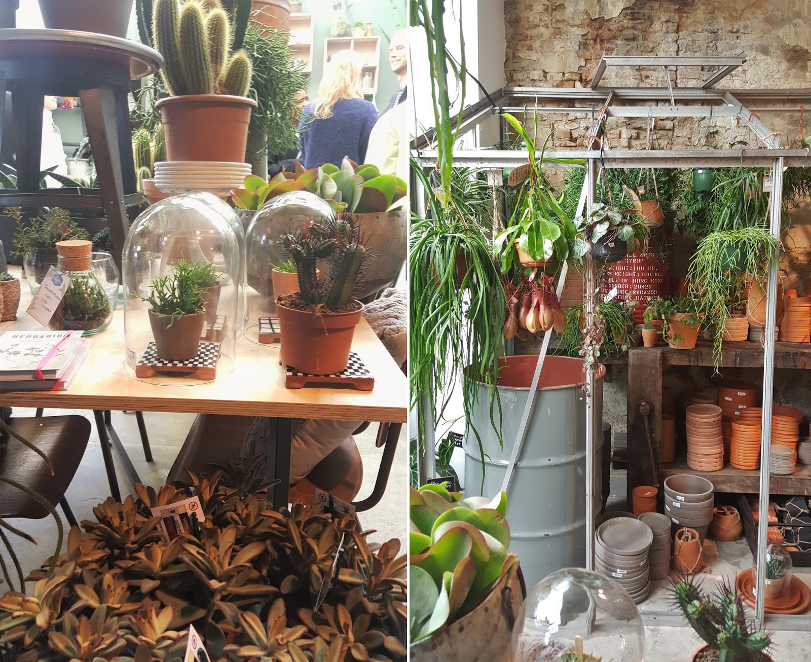 Lifestyle Vintage & Plants