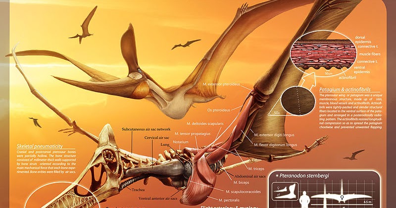 Info Hewan  Tumbuhan Prasejarah Bagaimana  cara  Pterosaurus 