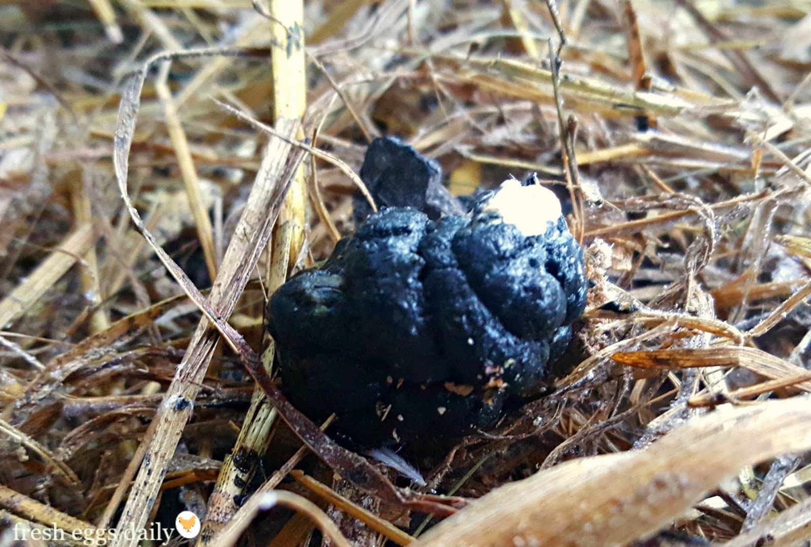 What Do Normal Chicken Droppings Look Like? Fresh Eggs Daily® with Lisa Steele