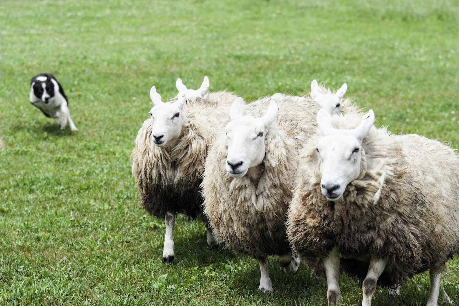 The Kennel Club World's most expensive sheepdog sells for £18k