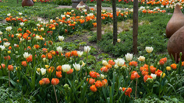 Tulipanes de flor doble