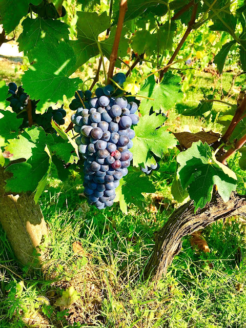 Grapes on the vine at Brancaia. Photo by Nicole Ruiz-Hudson