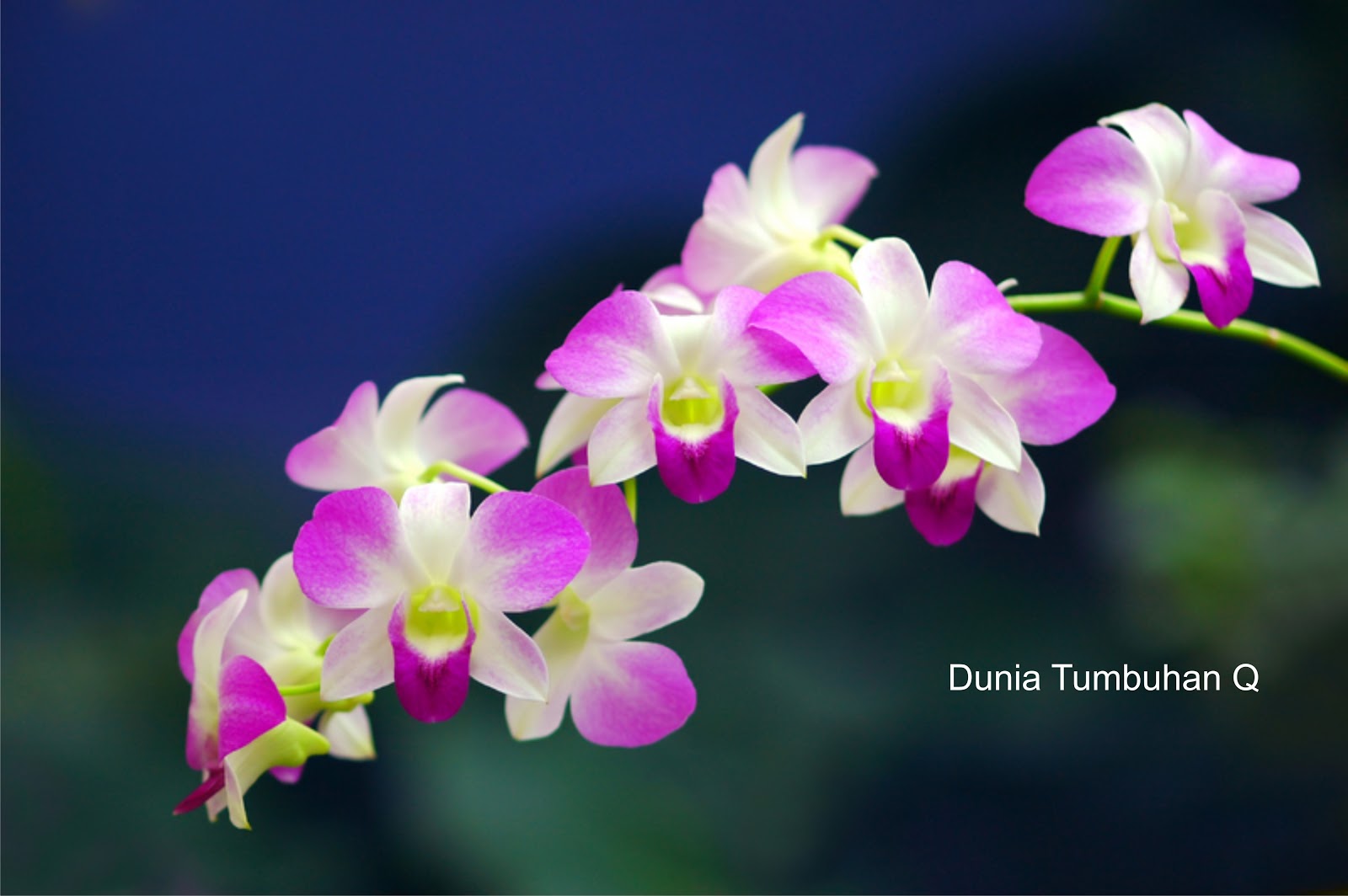 8 Jenis Bunga  Anggrek  Populer di Indonesia di Copy dulu 
