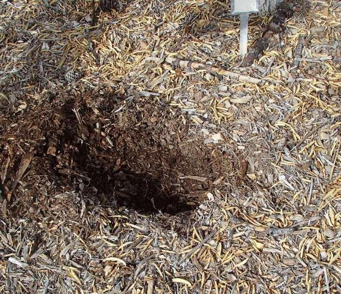 Viragrow Wood Chip Mulch is Magic on Desert Soils
