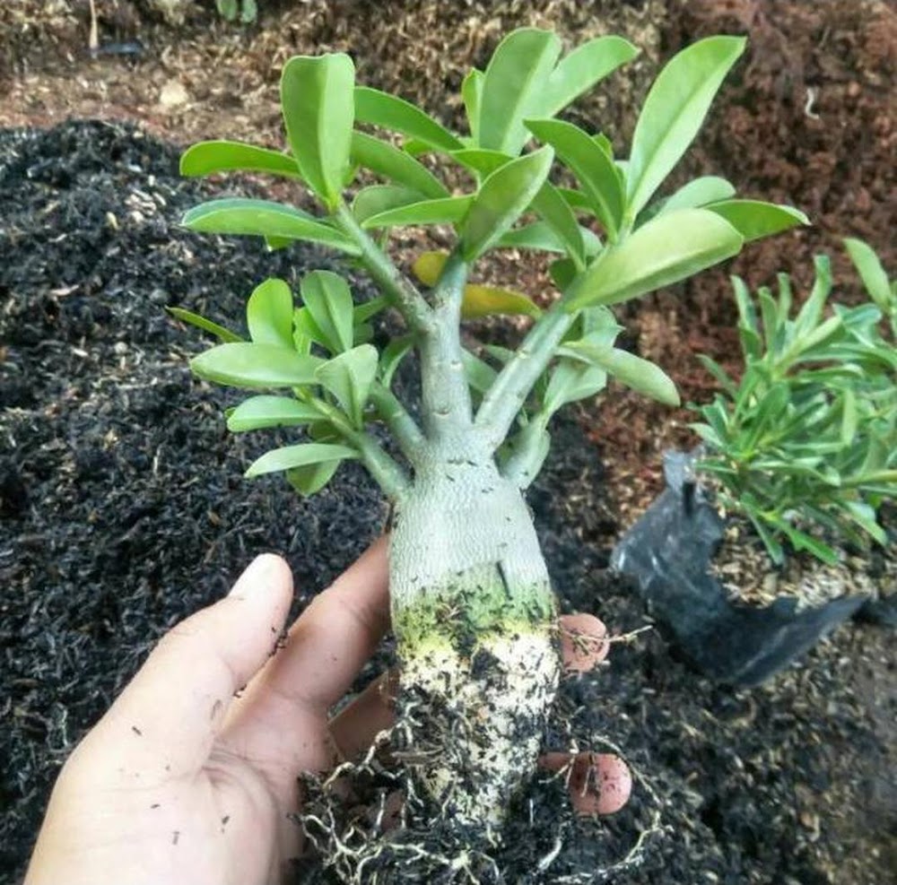 bibit tanaman adenium bonggol besar bahan bonsai kamboja jepang Magelang