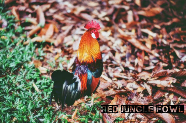 red jungle fowl