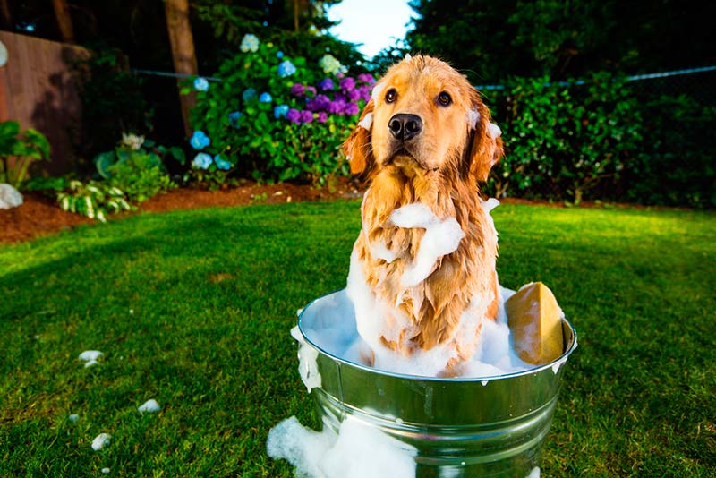 How to bathe your dog
