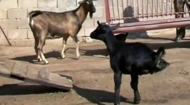 Bolehkah Beli Kambing Kurban Patungan? Tidak Mampu, Tapi Sangat Ingin Berkurban Bolehkah Beli Kambing Kurban Patungan? Tidak Mampu, Tapi Sangat Ingin Berkurban