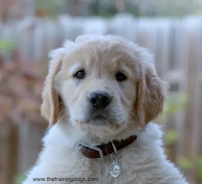 raising a golden retriever puppy to wear a collar