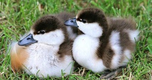 Lettera Per Il Fratello Piccolo Che Compie 18 Anni Tanti Auguri Per Un Giorno Speciale Linkuaggio