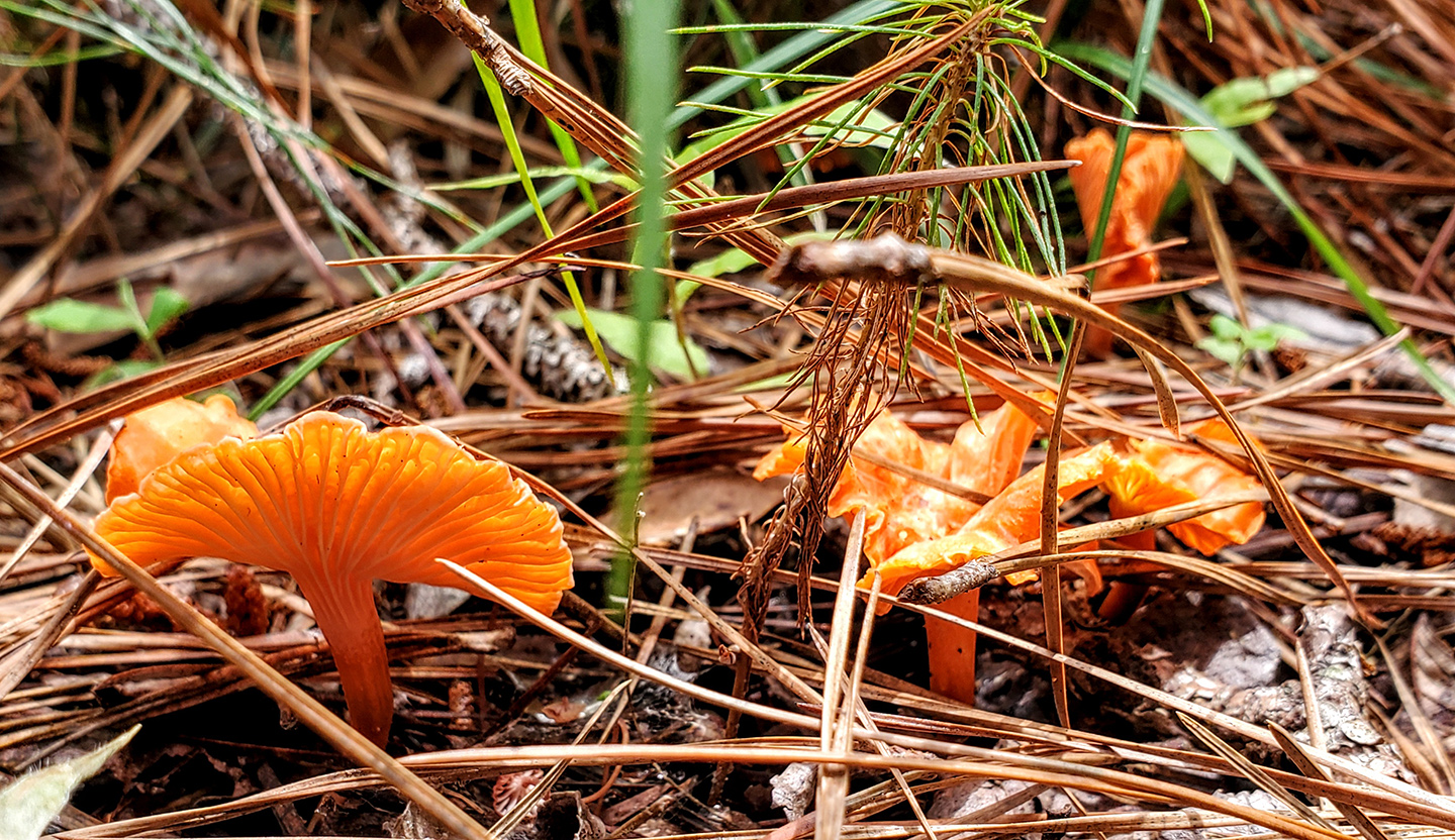 The Foraged Foodie How to identify cinnabar chanterelles edible