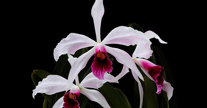 Orquídeas no Apê: Orquídea Laelia purpurata