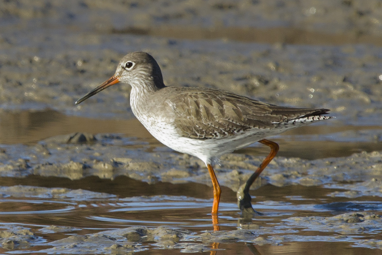 Foto naturalistiche Pettegola abito invernale in palude