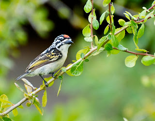 Red-Fronted Tinkerbird