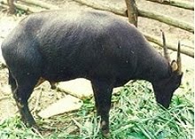 Mengenal Anoa, Sapi Cebol dari Sulawesi