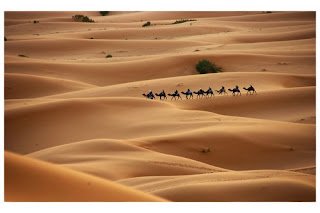 Ekosistem padang pasir