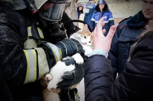 Cat revived from near-death by firefighter in Volgograd, Russia