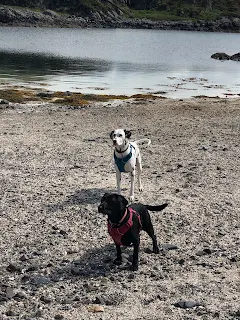 springador and dalmatian on the beach