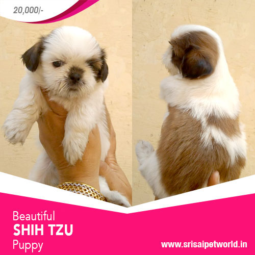Get Shih Tzu Puppies in India