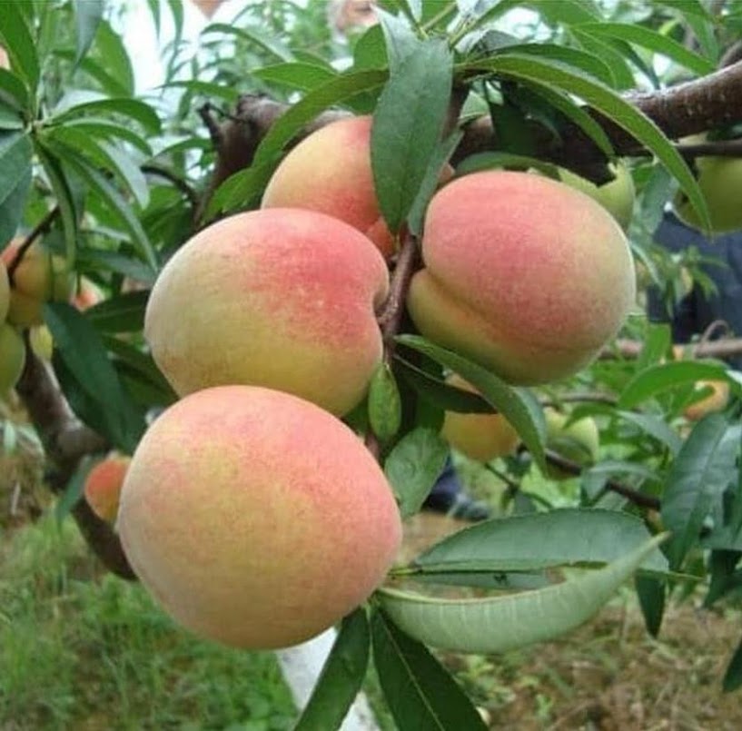 Bibit Tanaman Buah Persik Peach Hasil Cangkok Virall - donut1817