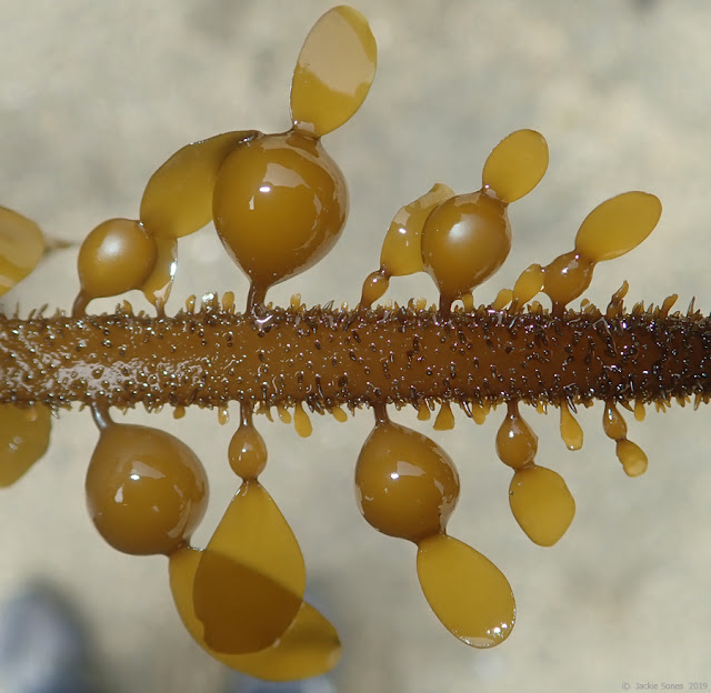 The Natural History of Bodega Head Float sequence