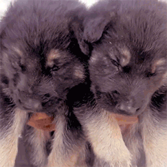Get German Shepherd puppy in India
