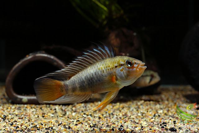 Apistogramma sp. manacacias (cf. hoignei)