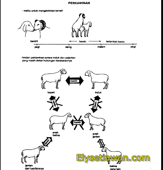 PEDOMAN LENGKAP TEKNIS BUDIDAYA TERNAK DOMBA KAMBING - Elinotes review