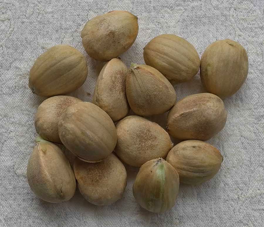 edible culture Bunya Pine Nuts in Coconut Milk