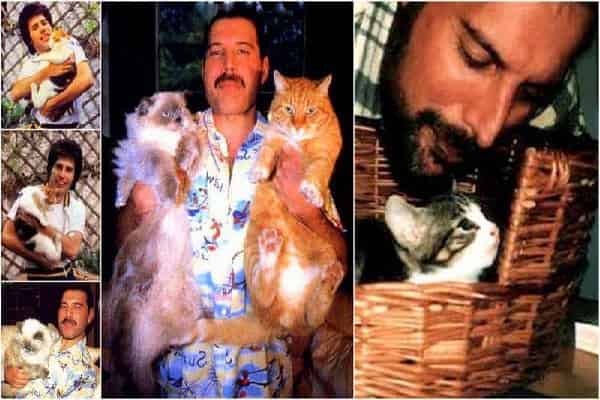 Freddie Mercury's Ode To His Kitty