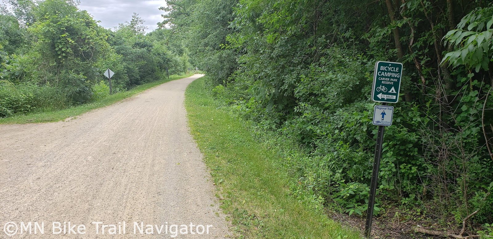 In The Lost 40 Of Northern Minnesota Lofty Pines That Escaped