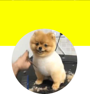 Grooming Anjing Dan Kucing Panggilan Ke Rumah ~ Grooming Kucing