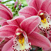 How To Make Your Cut Orchids Last Longer?