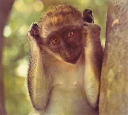 200 ideias de Macacos  macacos, primatas, babuíno