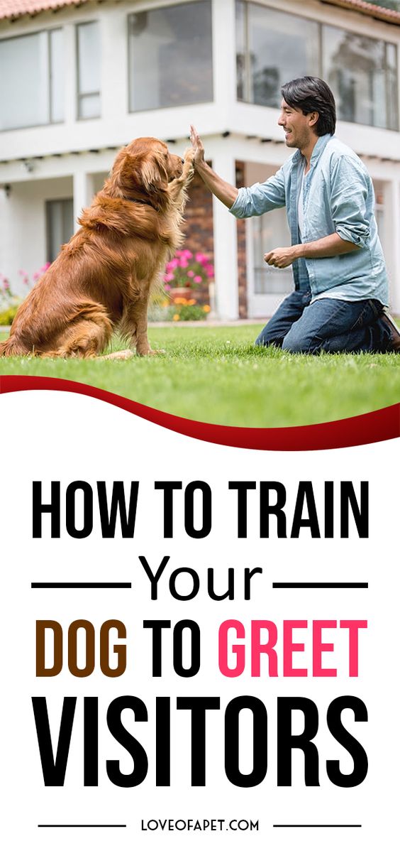dog trainer slams dog on ground dog trainer slams dog on ground