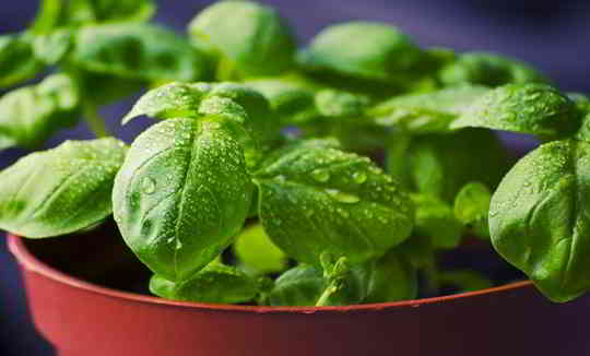 23 Incredible Benefits Of Basil Leaves 23 Incredible Benefits Of Basil Leaves