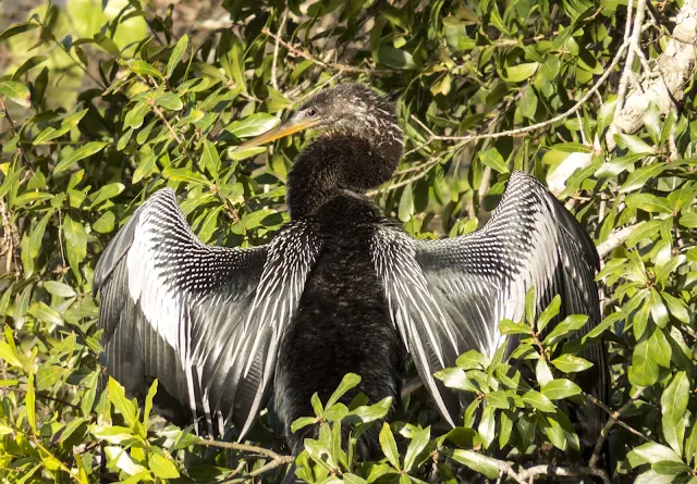 Anhinga at Sawgrass Lake Park in St. Petersburg, Florida