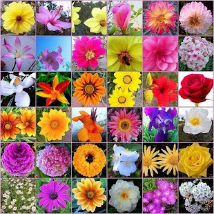 Flores y Colores